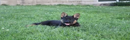 German Shepherd dogs for sale: Jackson - Ad 2