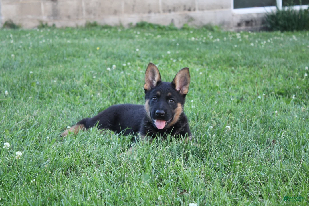 German Shepherd dogs for sale: Jackson - Ad 2