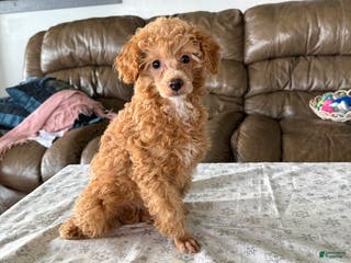 Miniature Poodle dogs Jackson - Ad 38