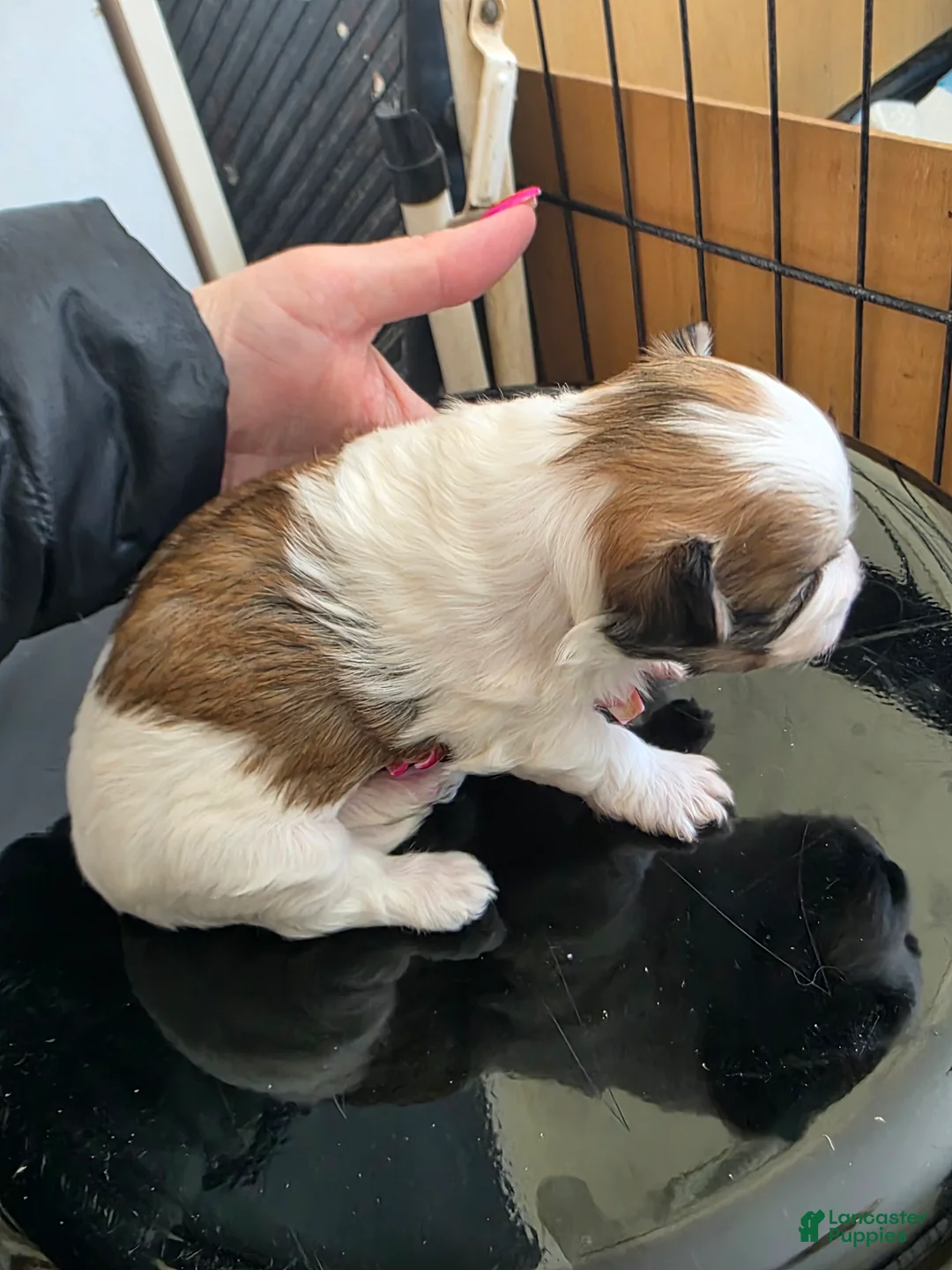 Morkie dogs for sale: Morkie Puppy 1 - Ad 2