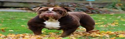 Olde English Bulldogge dogs for sale: Olde English Bulldogge 1 - Ad 6