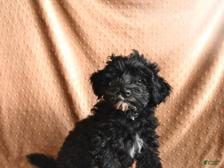 Mini Aussiedoodle dogs - Ad 14
