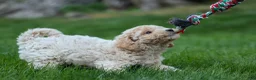 Bichpoo dogs for sale: 🐾 Olive 🐾 - Ad 13