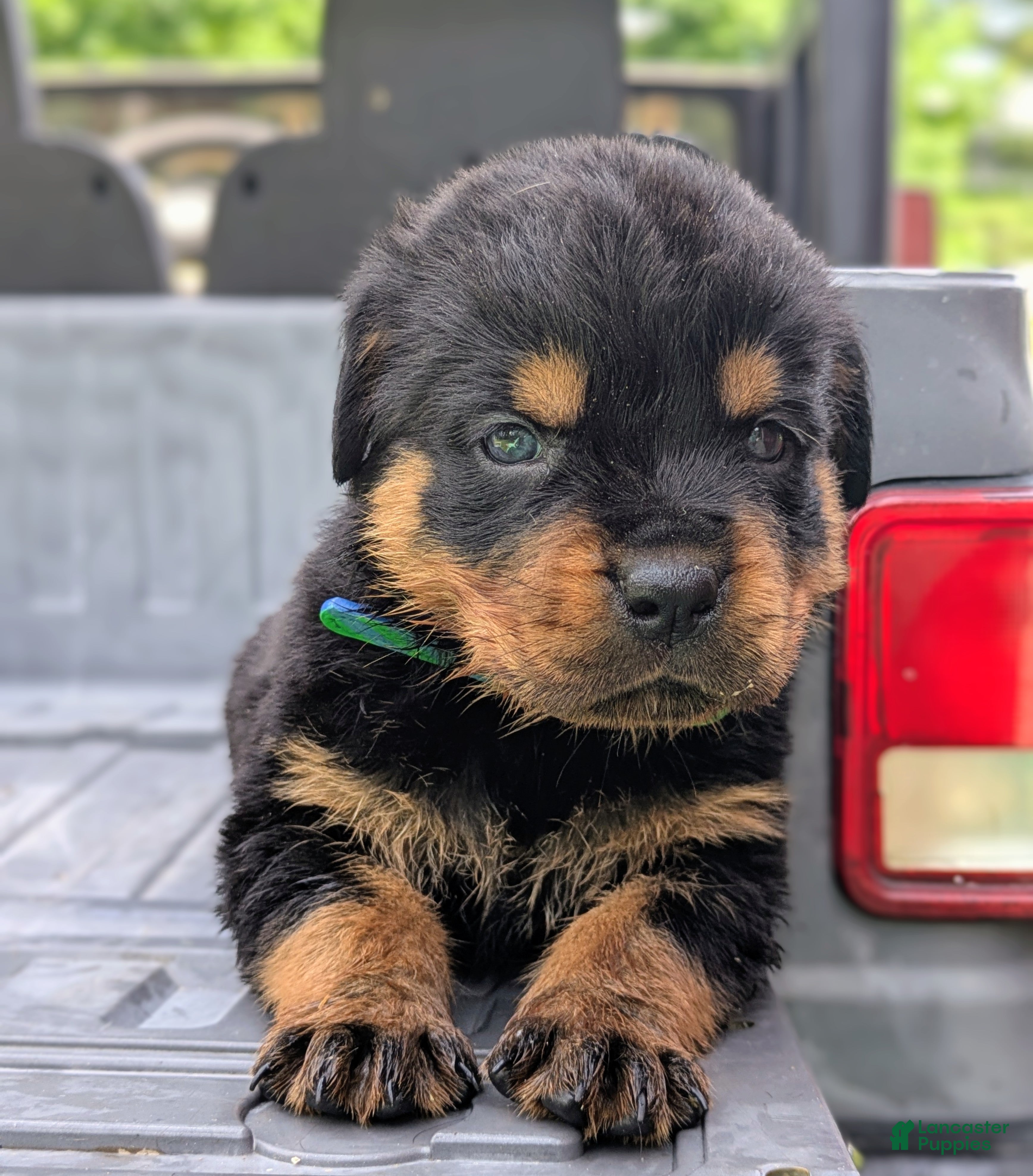 Rottweiler dogs Alfa - Ad 2