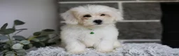 Maltipoo dogs for sale: Frankie - Ad 10