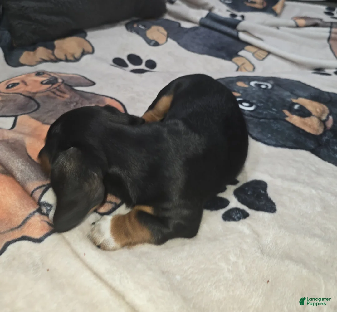 Dachshund dogs for sale: Jaxon - mini - Ad 3
