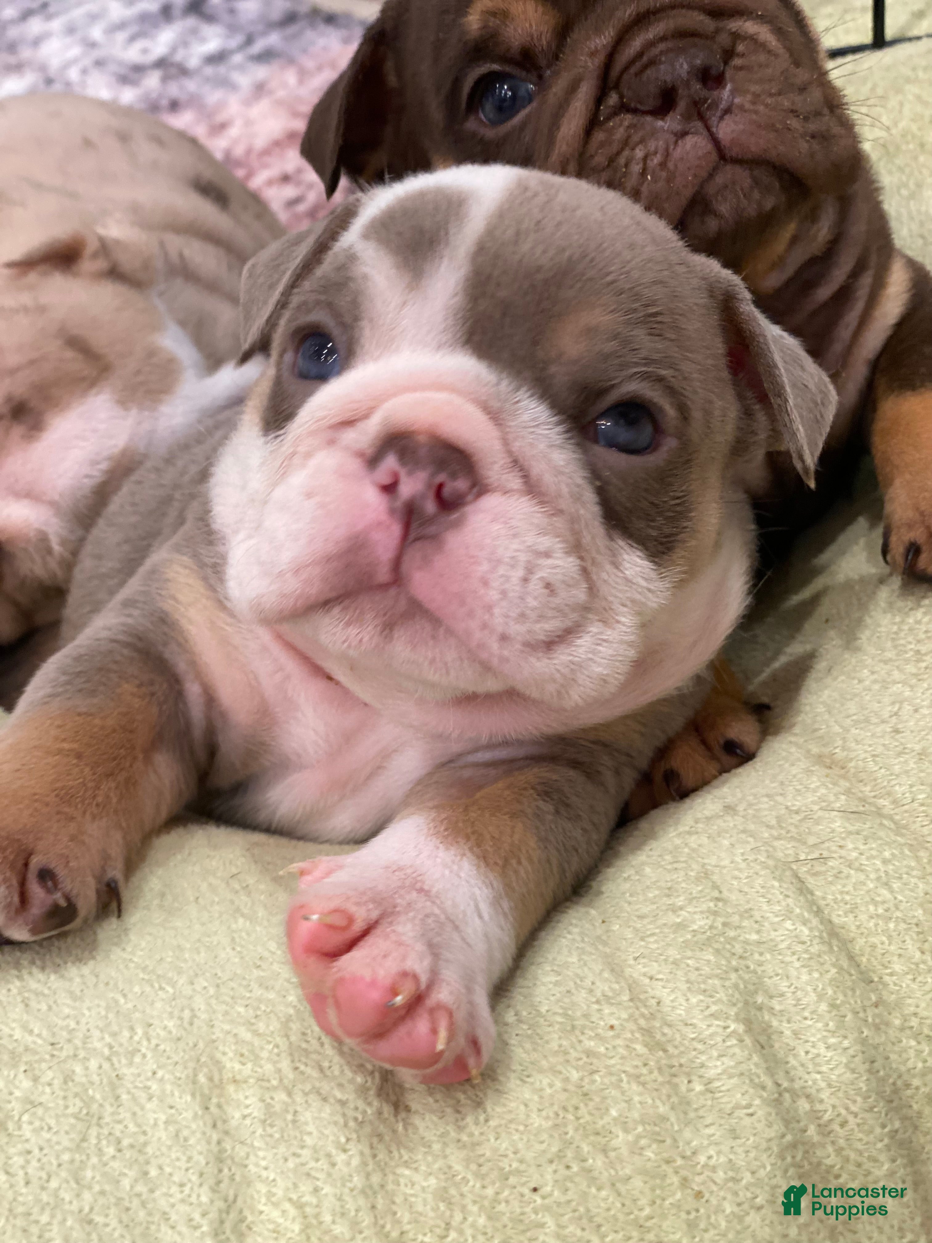 English Bulldog dogs Dicky - Ad 18