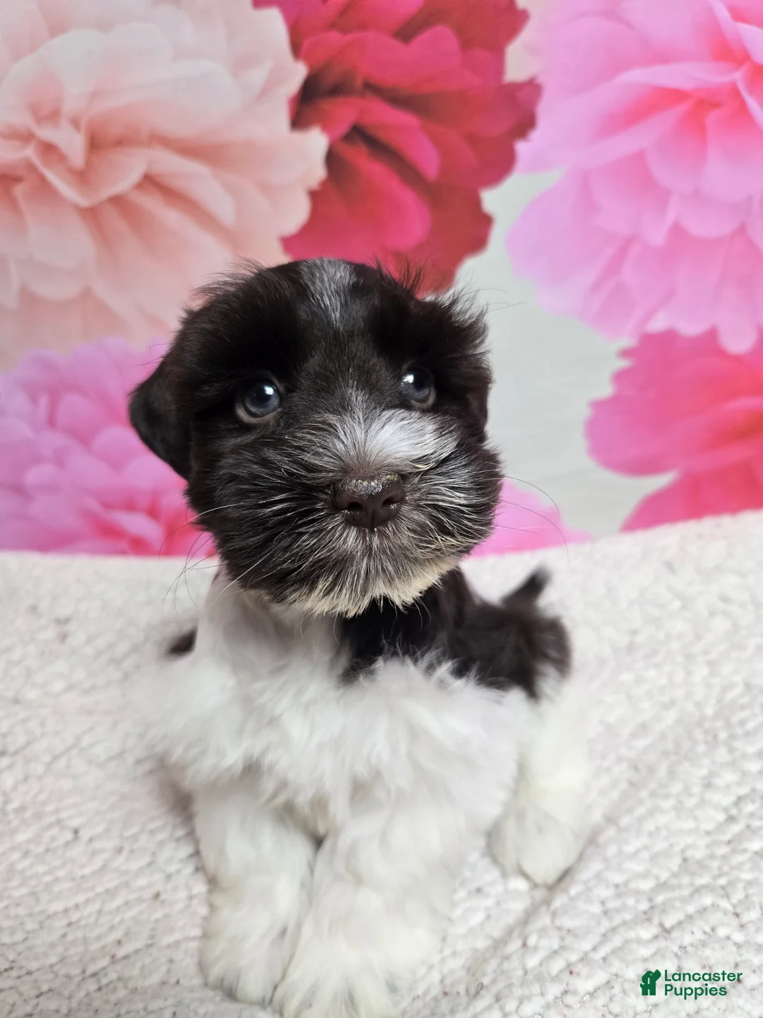 Miniature Schnauzer dogs for sale: Coral - Ad 4