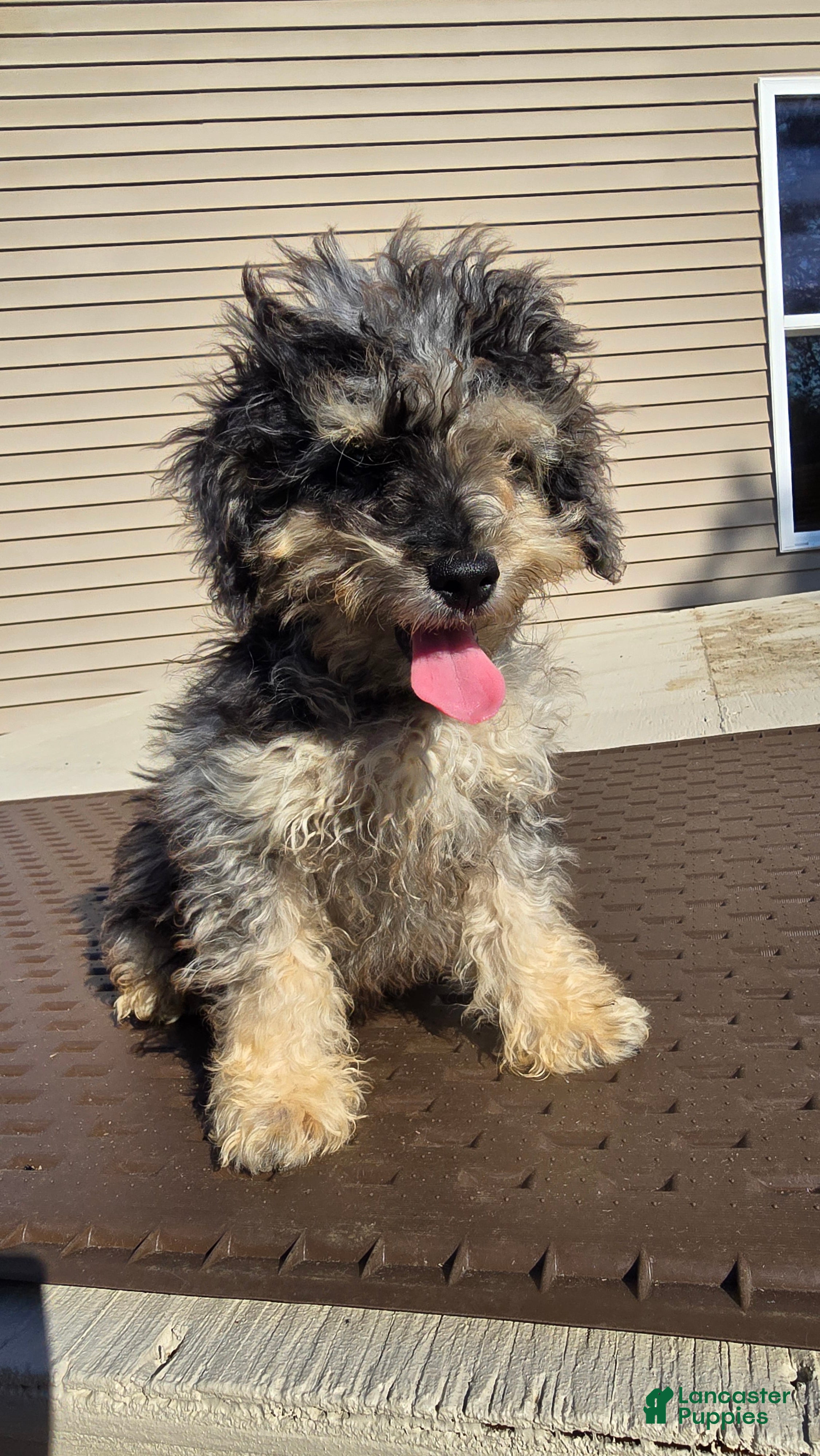 Toy Poodle dogs for sale: Gizmo - Ad 1