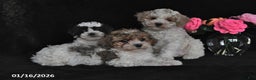 Miniature Poodle dogs for sale: Lucy - Ad 3