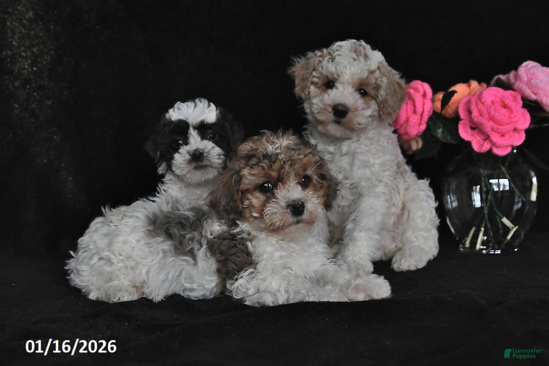 Miniature Poodle dogs for sale: Lucy - Ad 3