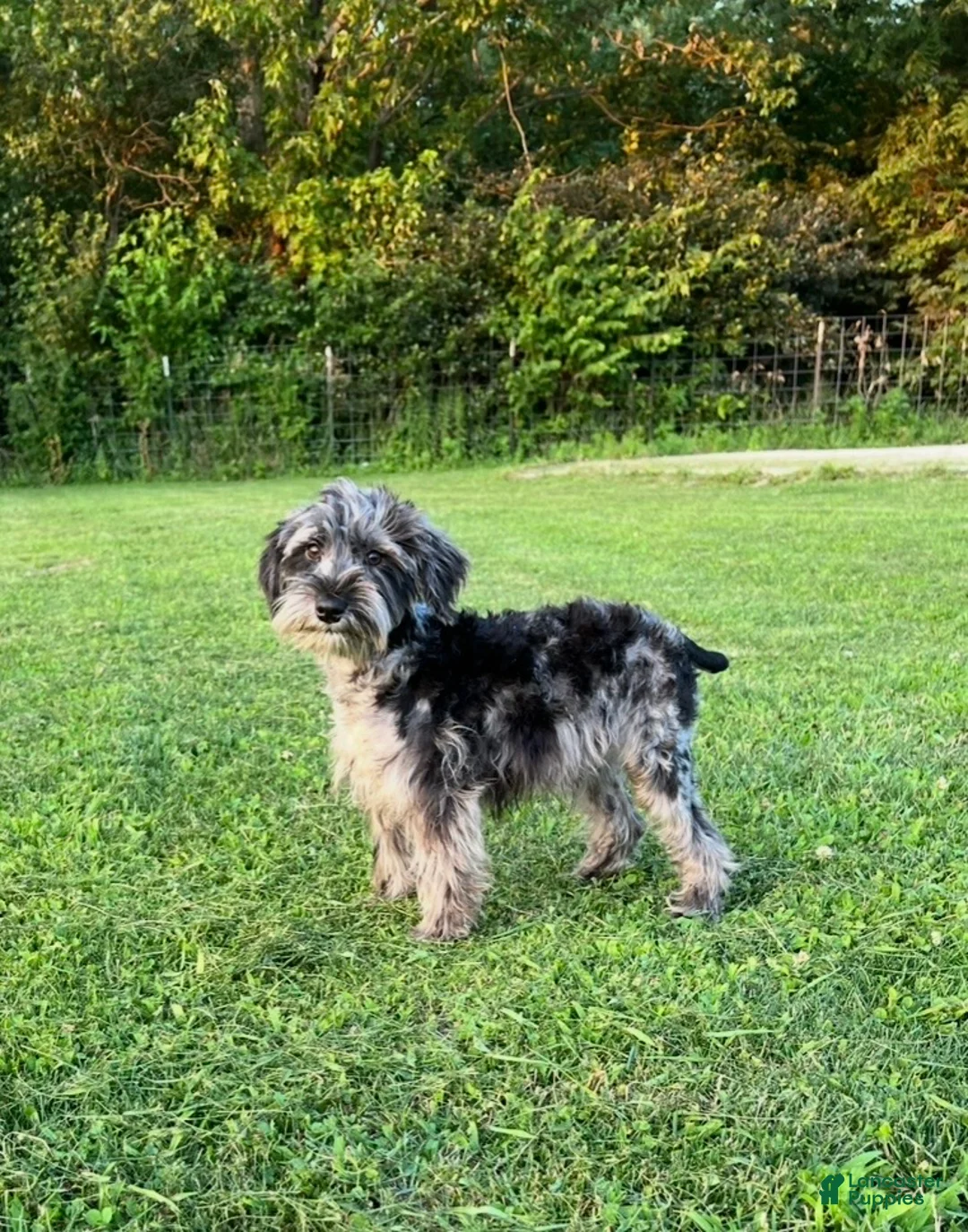 Jackapoo dogs for sale: Jackapoo Puppy 1 - Ad 2