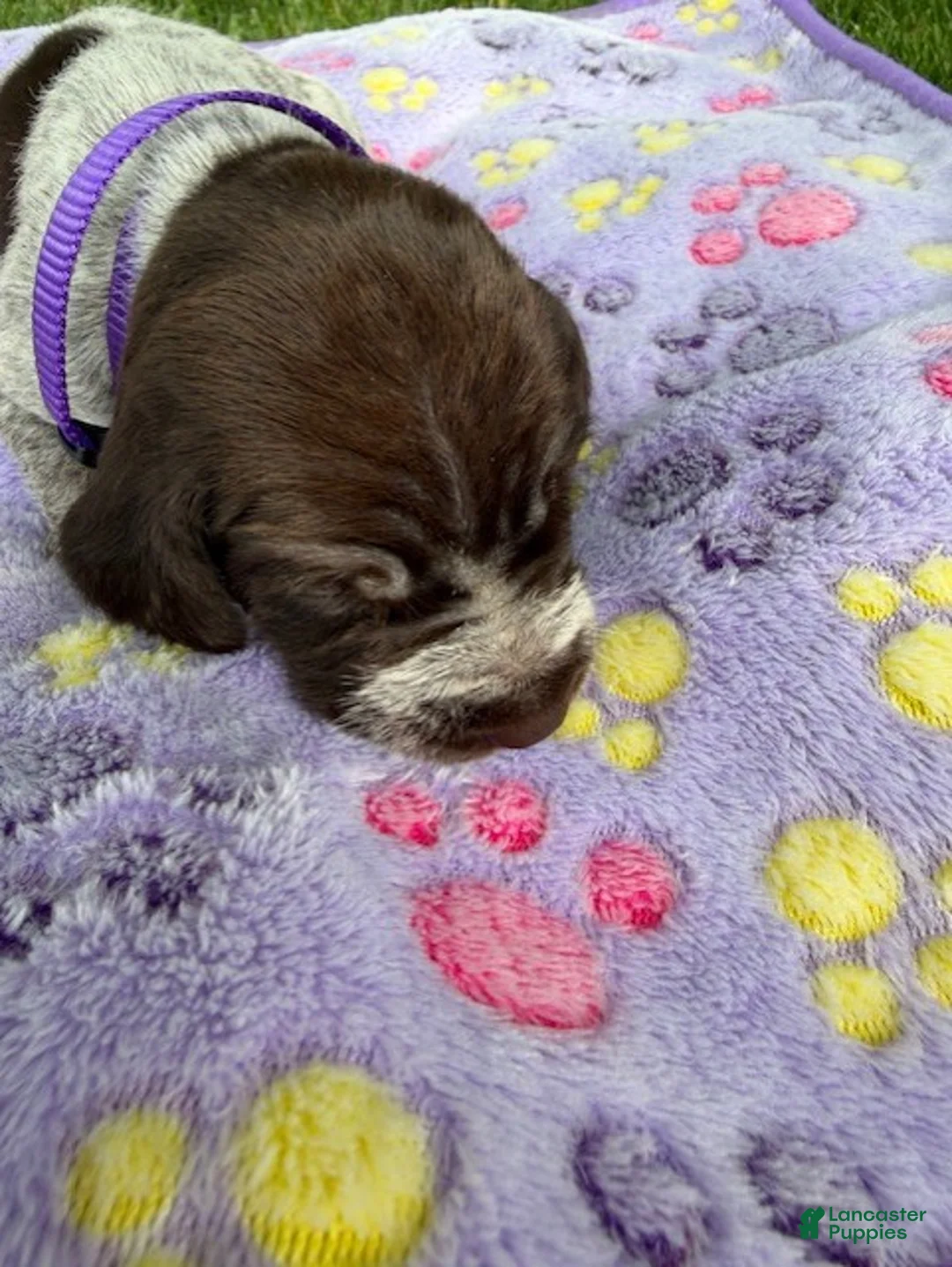 Wirehaired Pointing Griffon dogs for sale: Puppy 11 - Ad 1