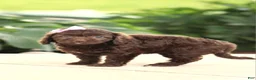 Cavapoo dogs for sale: Layla - Ad 3
