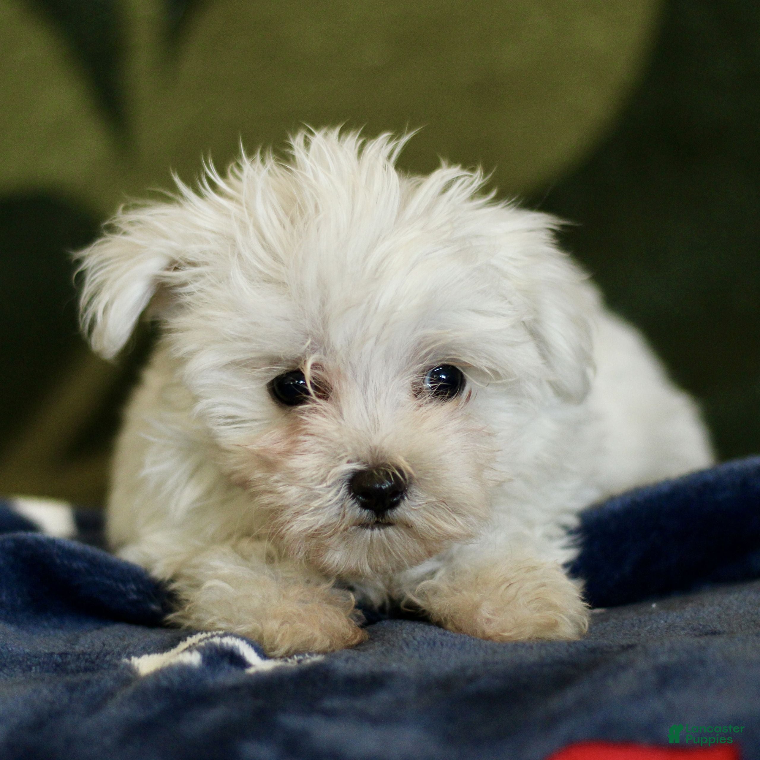 Maltese dogs Missy  - Ad 1