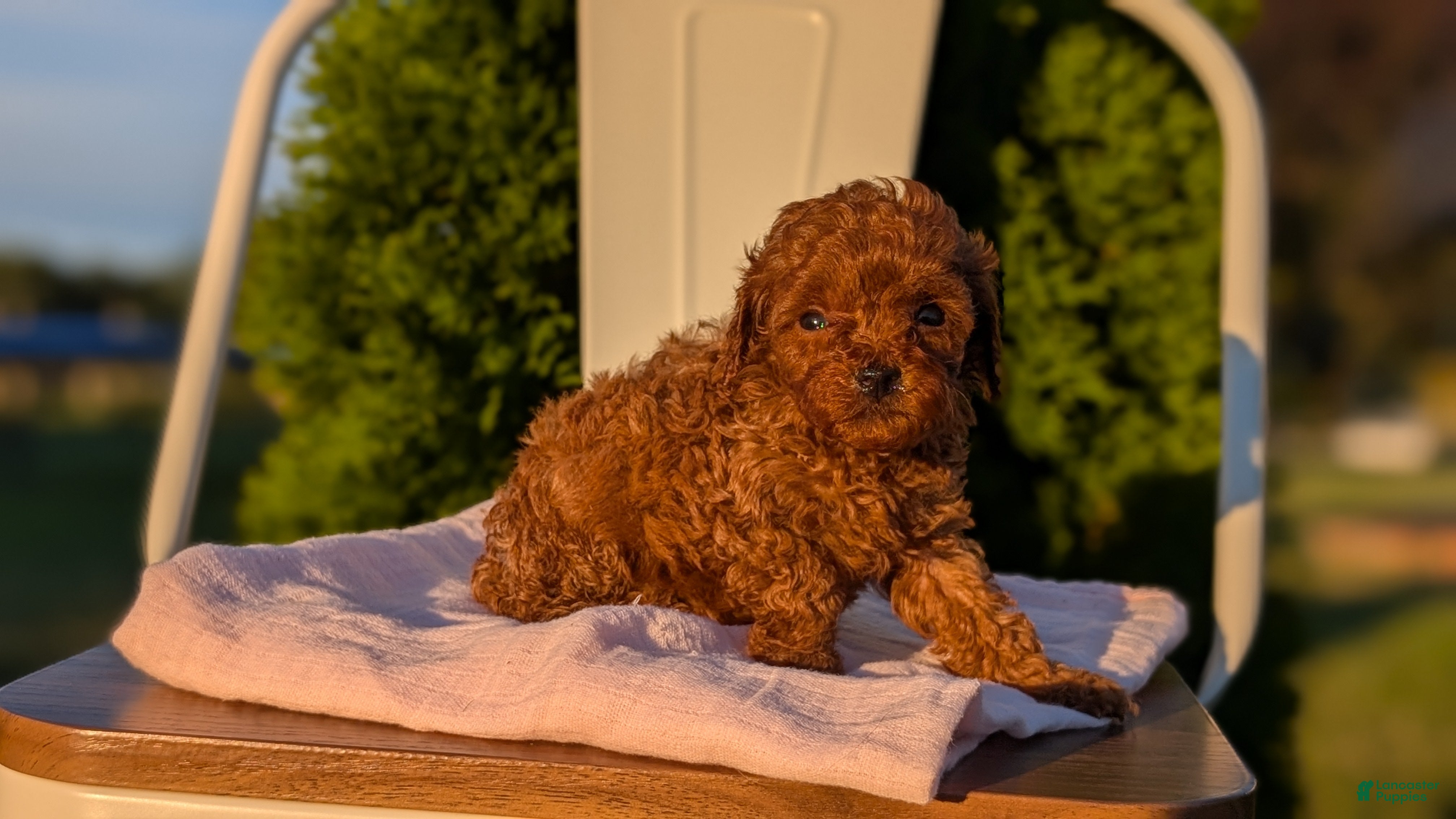 Miniature Poodle dogs Harper - Ad 2