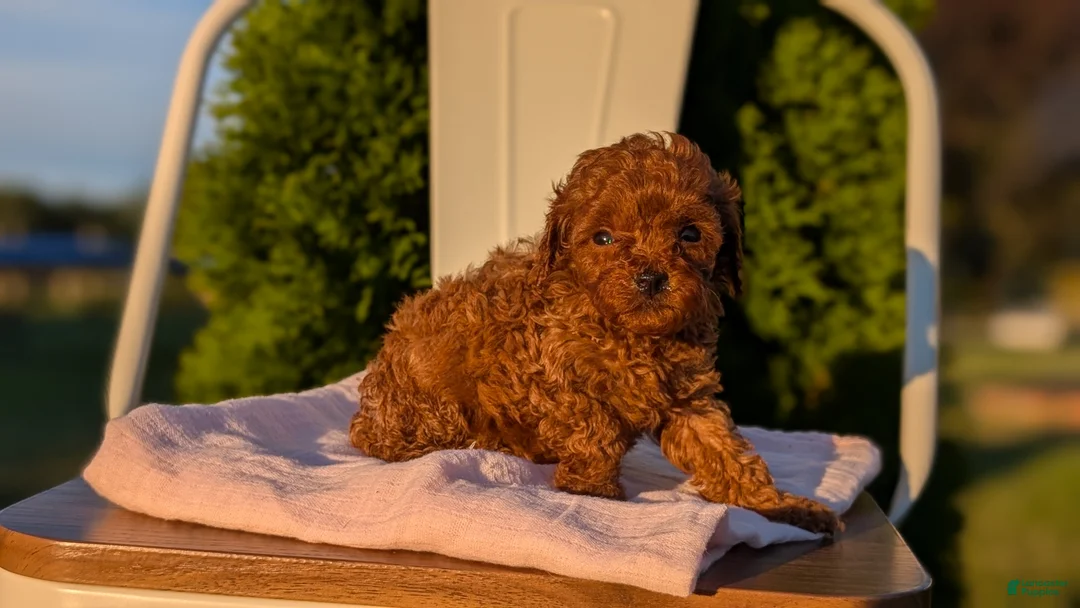 Miniature Poodle dogs for sale: Harper - Ad 2