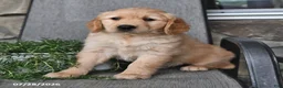 Mixed Breed dogs for sale: Toddie - Ad 3