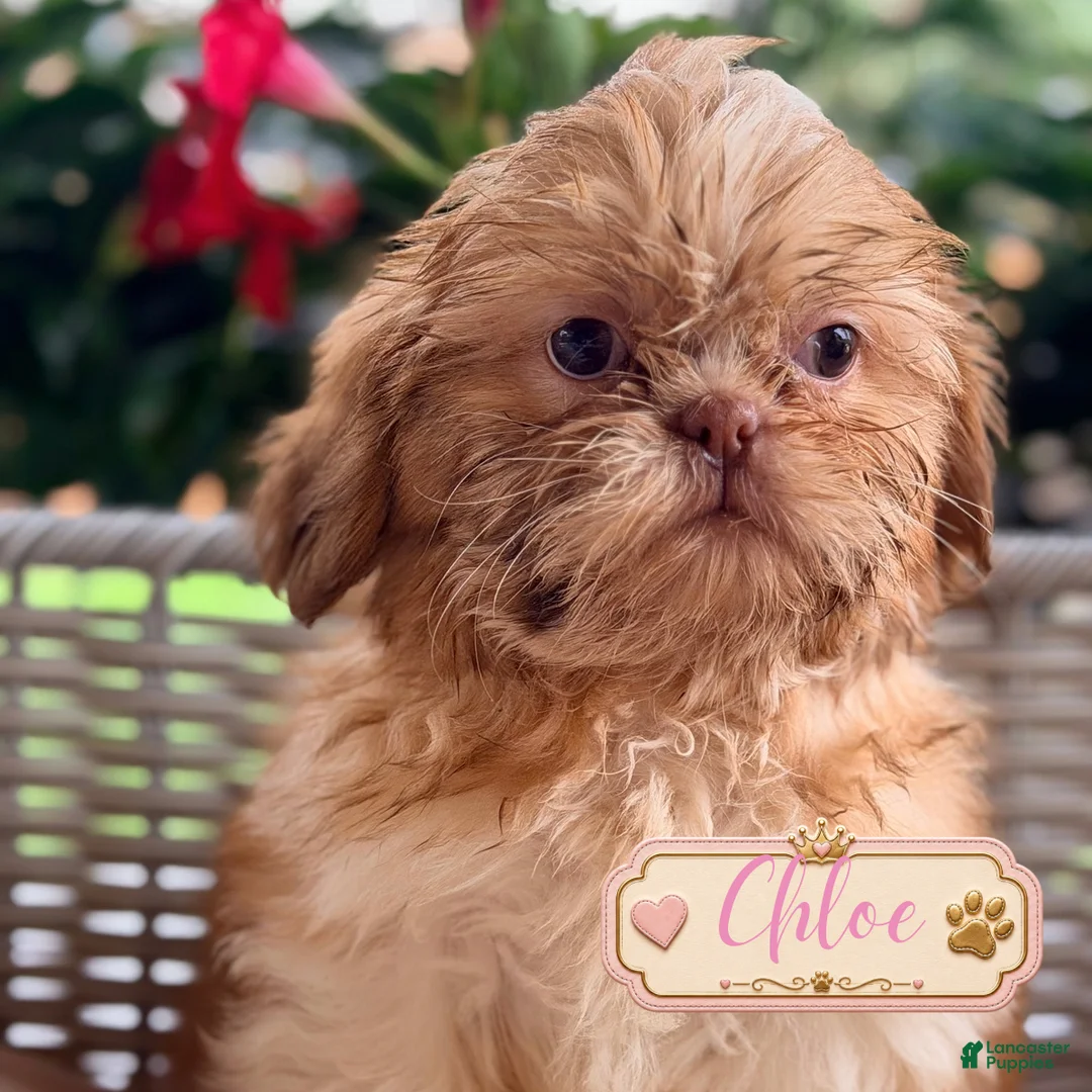 Shih Tzu dogs for sale:  Chloe - Ad 1