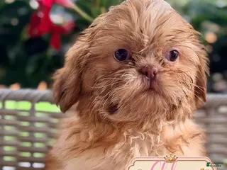 Shih Tzu dogs Chloe - Ad 27
