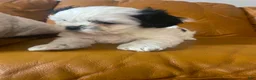 Shih Tzu dogs for sale: Shih Tzu Puppy 1 - Ad 3