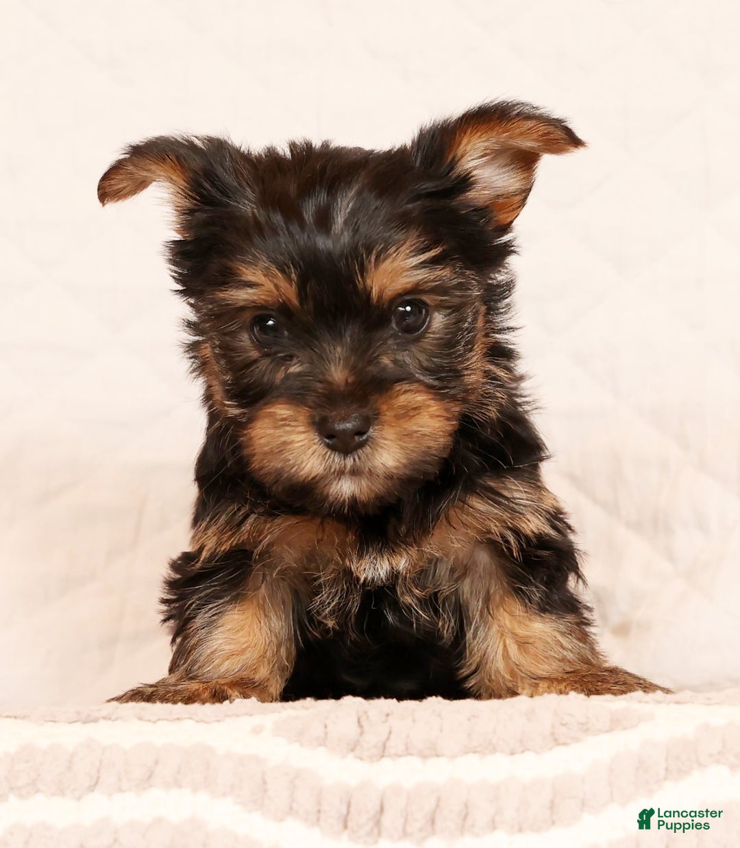 Yorkshire Terrier dogs for sale: Cocoa - Ad 2