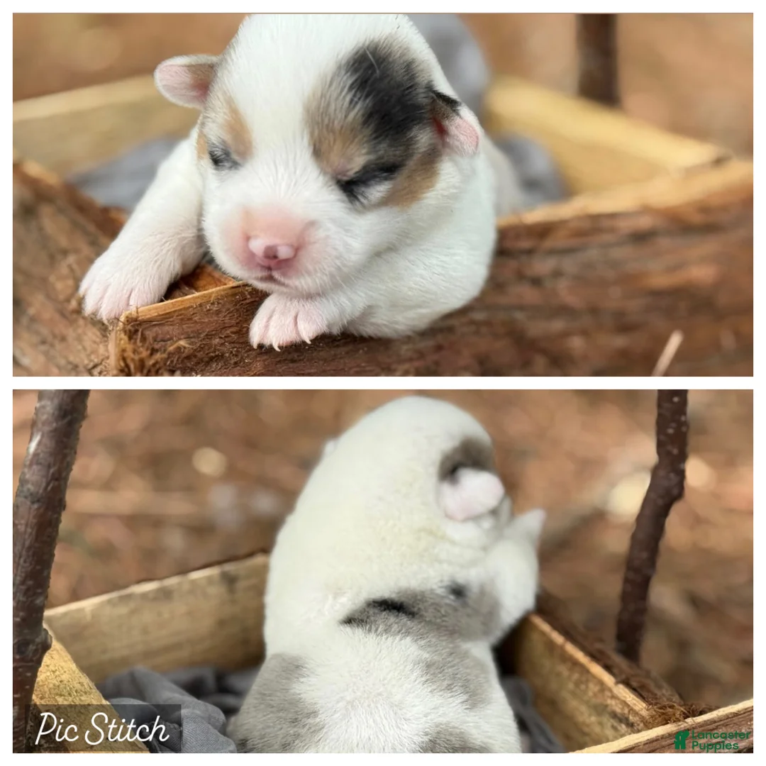 Mixed Breed dogs for sale: Mismark Merle  - Ad 1