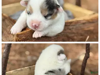 Mixed Breed dogs Mismark Merle - Ad 14