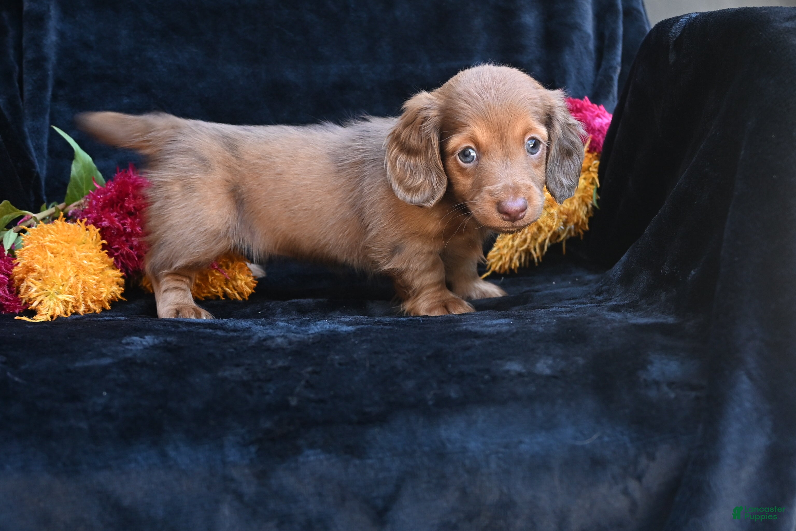 Miniature Dachshund dogs for sale: Ruby - Ad 2