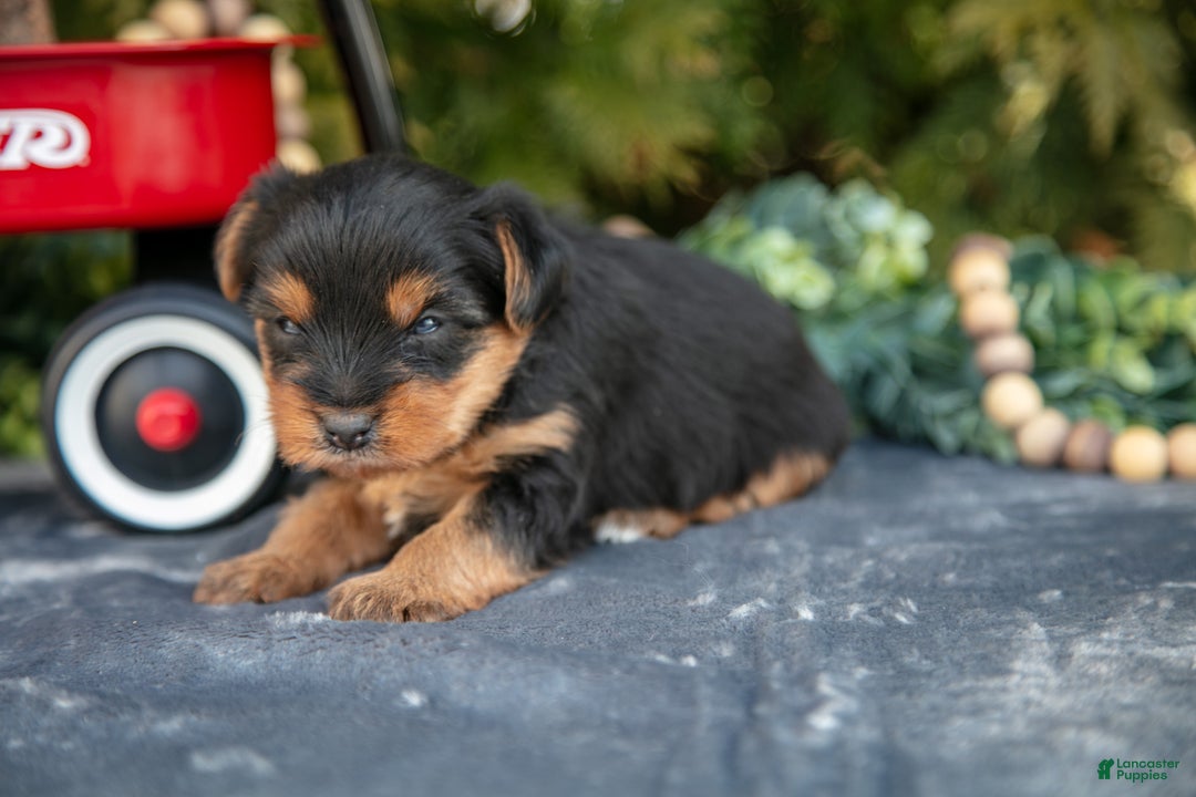 Yorkshire Terrier dogs for sale: Tyler - Ad 3