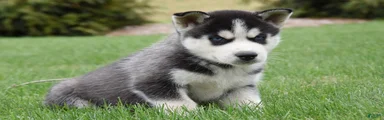 Samson