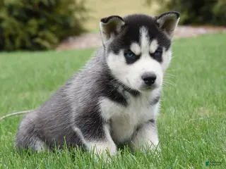 Siberian Husky dogs for sale: Samson - Ad 4