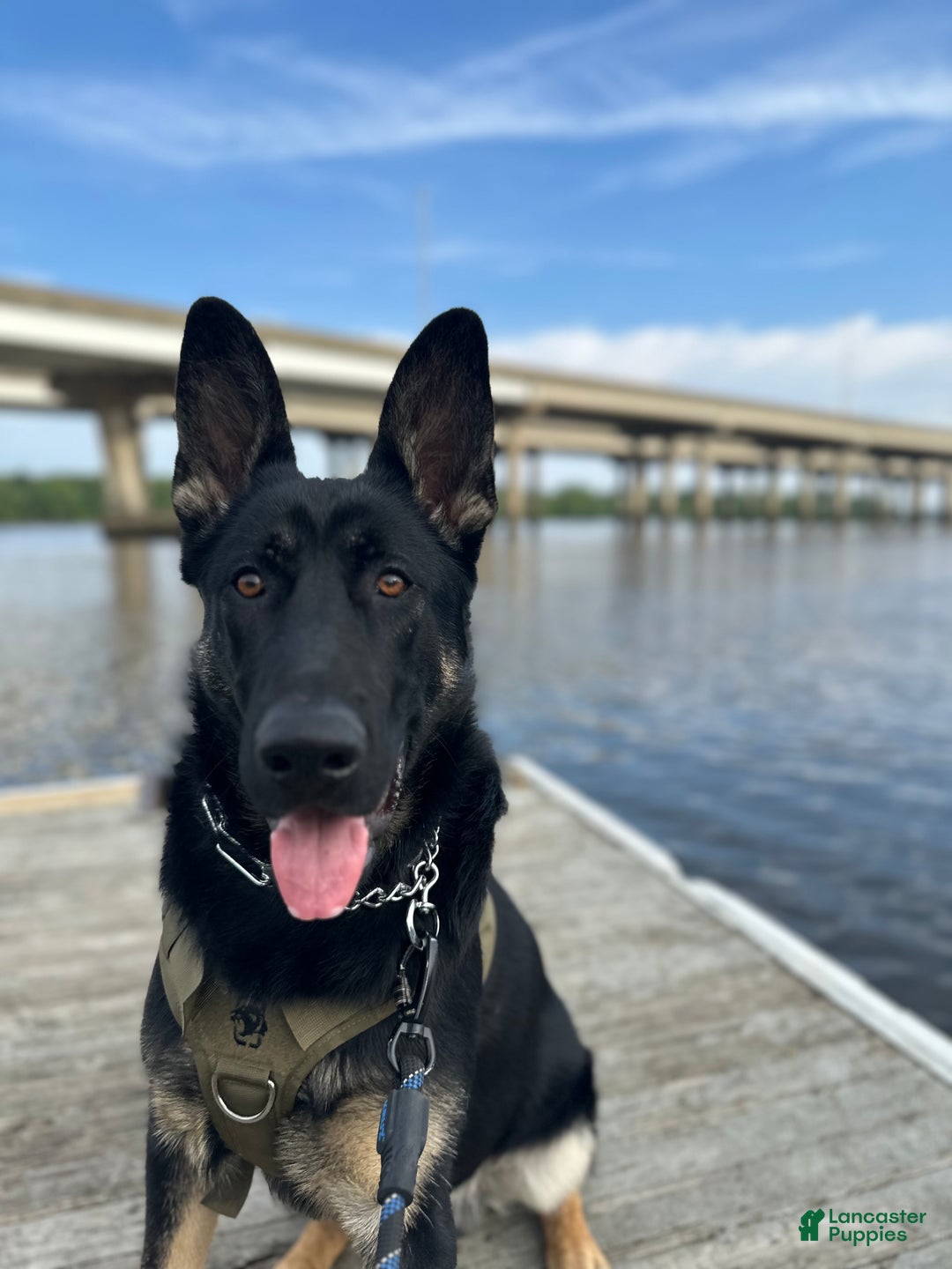 German Shepherd dogs for sale: Gabe - Ad 10