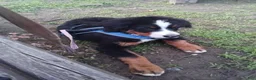 Bernese Mountain Dog dogs for sale: Bernese Mountain Dog 1 - Ad 2