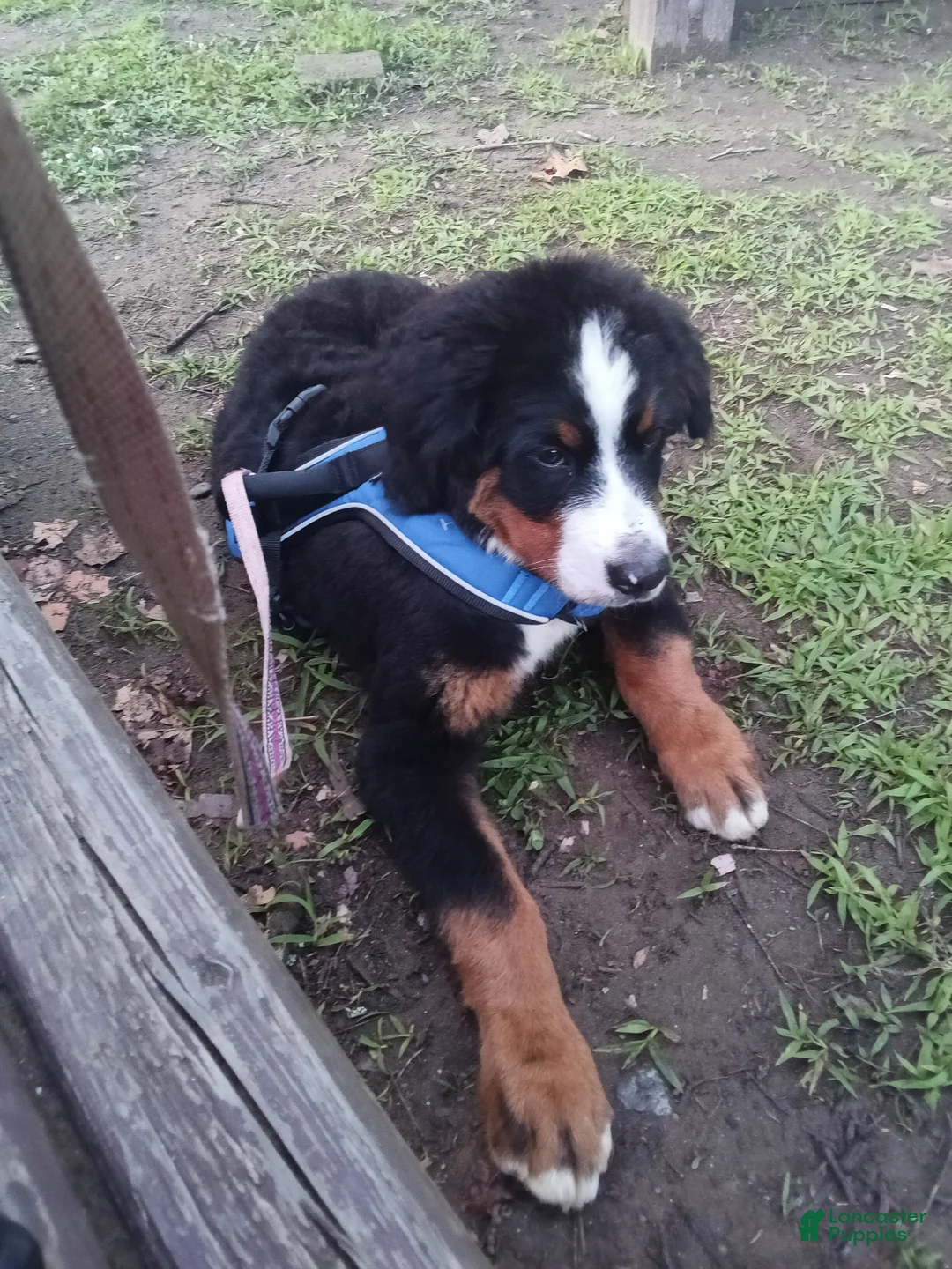 Bernese Mountain Dog dogs for sale: Bernese Mountain Dog 1 - Ad 2