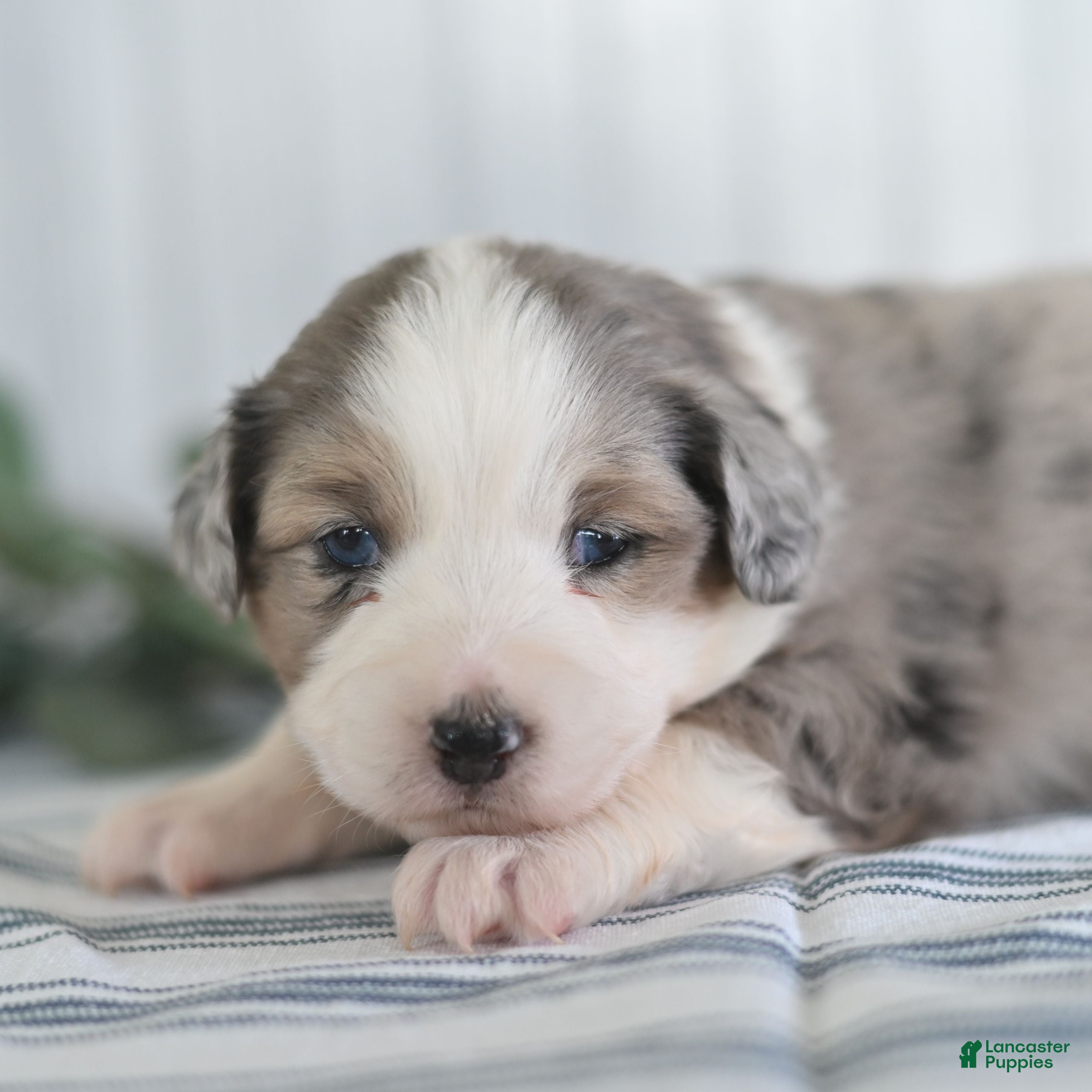Miniature Australian Shepherd dogs Ginger  - Ad 24