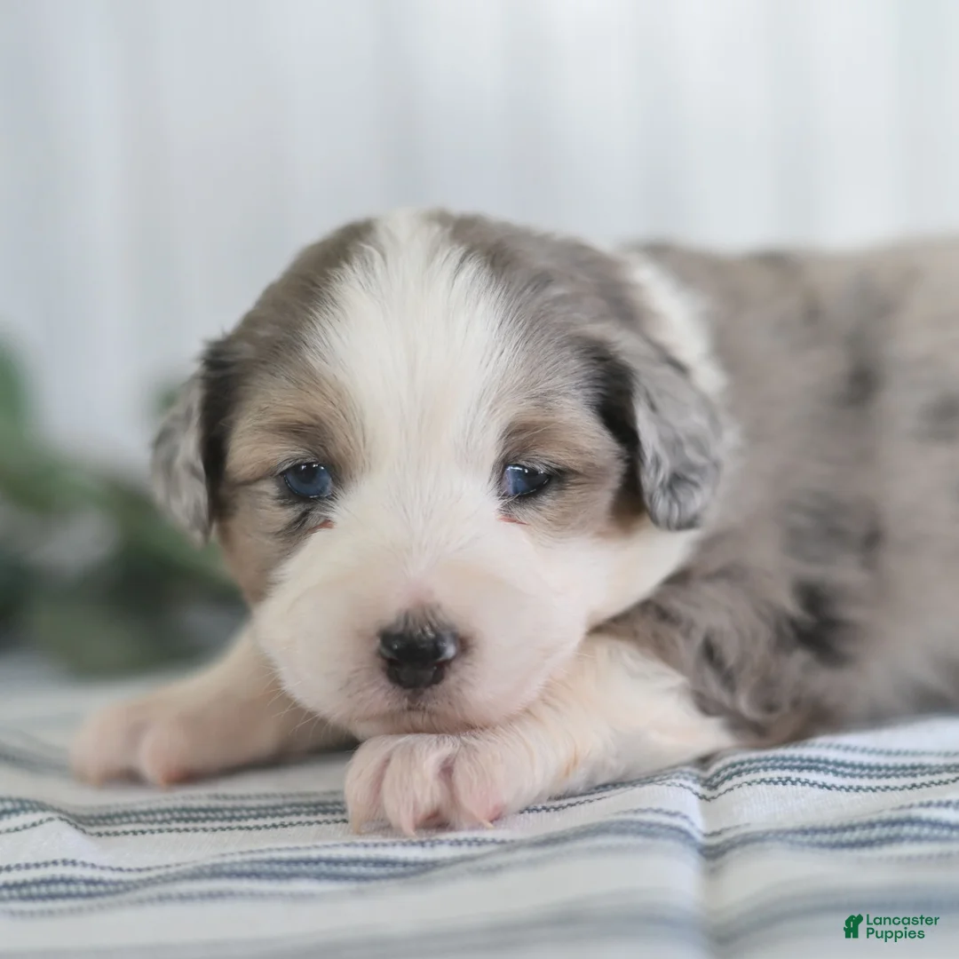 Miniature Australian Shepherd dogs for sale: Ginger  - Ad 1