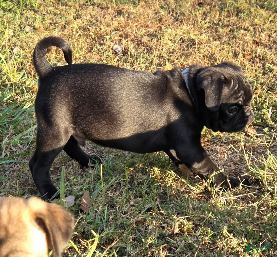 Mixed Breed dogs for sale: Ranger - Ad 5