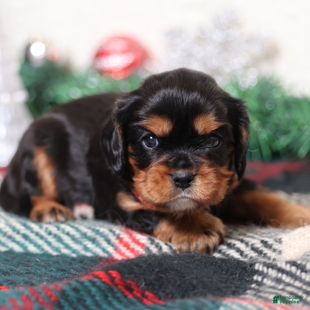 Cavalier King Charles Spaniel dogs for sale: Rudy | Genetically Screened  - Ad 4