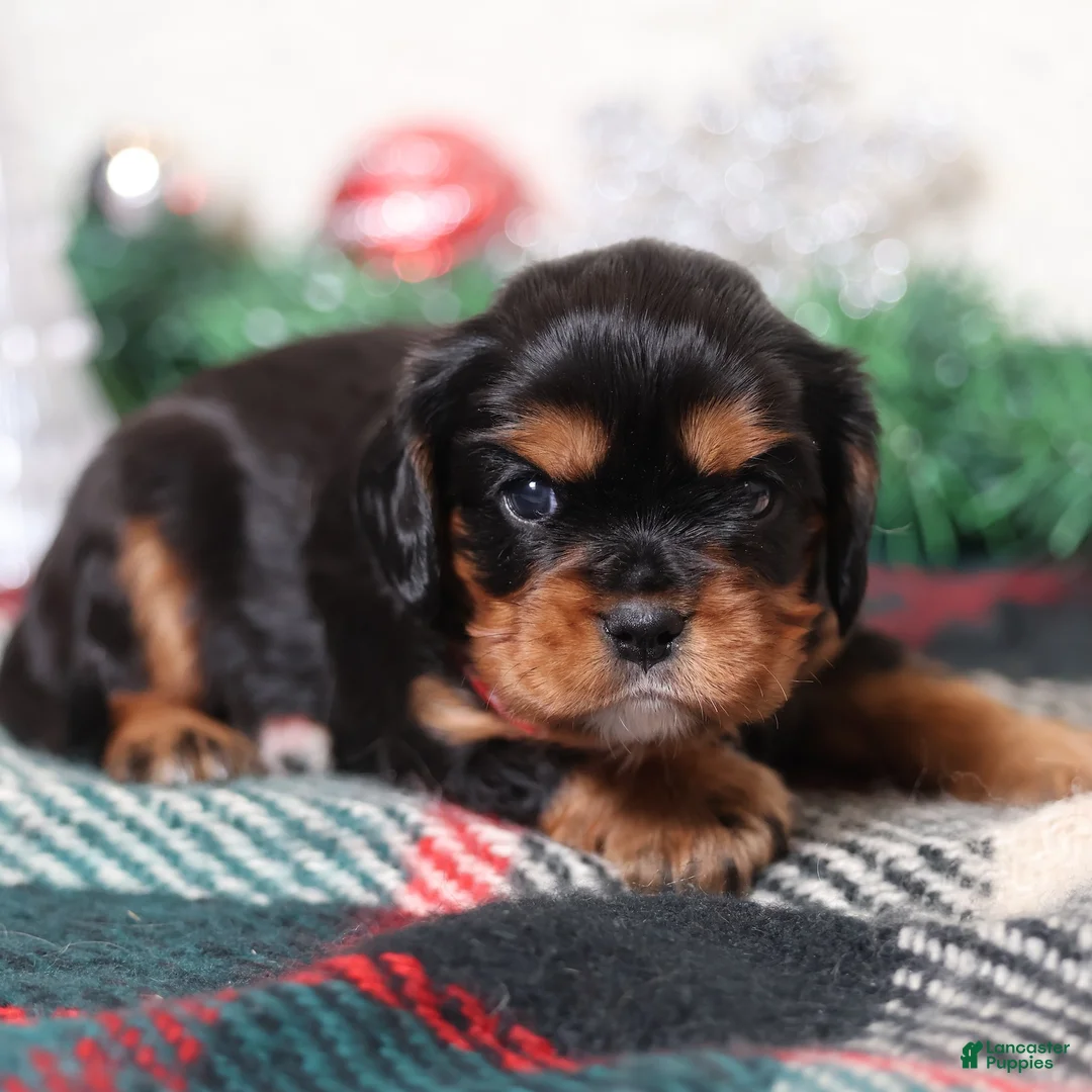 Cavalier King Charles Spaniel dogs for sale: Rudy | Genetically Screened  - Ad 16