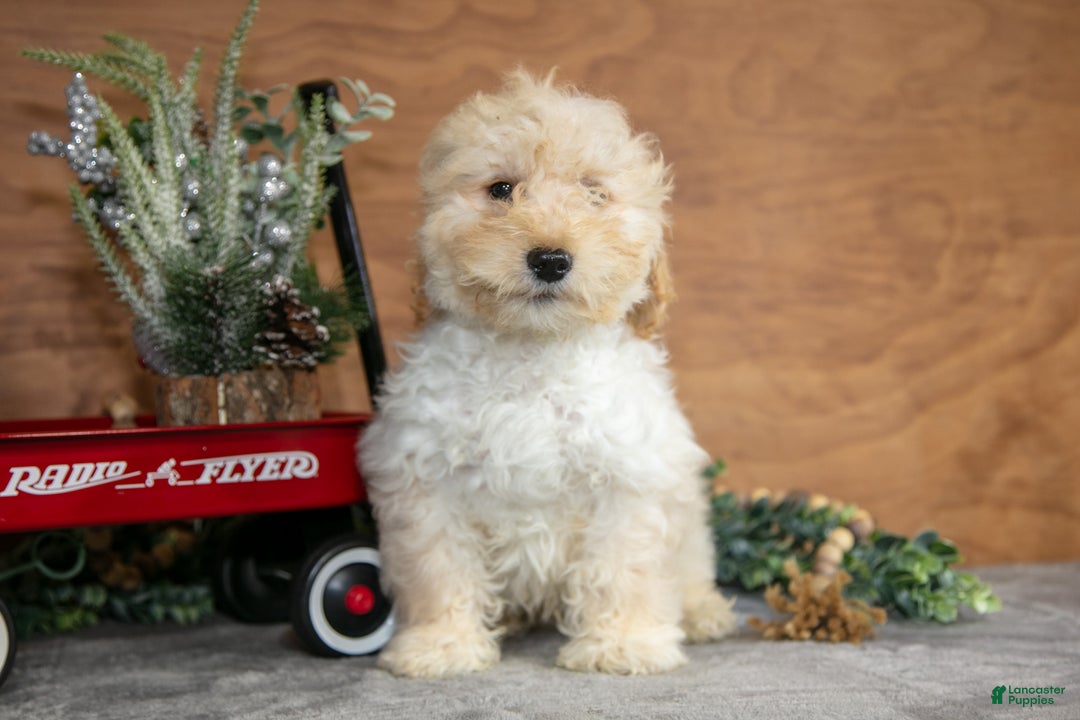 Mini Goldendoodle dogs for sale: Harrison - Ad 2