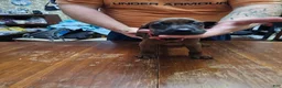 Redbone Coonhound dogs for sale: Redbone Coonhound 2(pink) - Ad 3