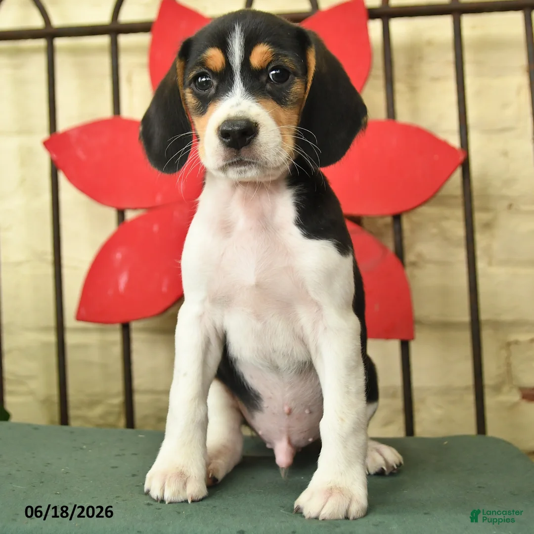 Beagle dogs for sale: Silas - Ad 3