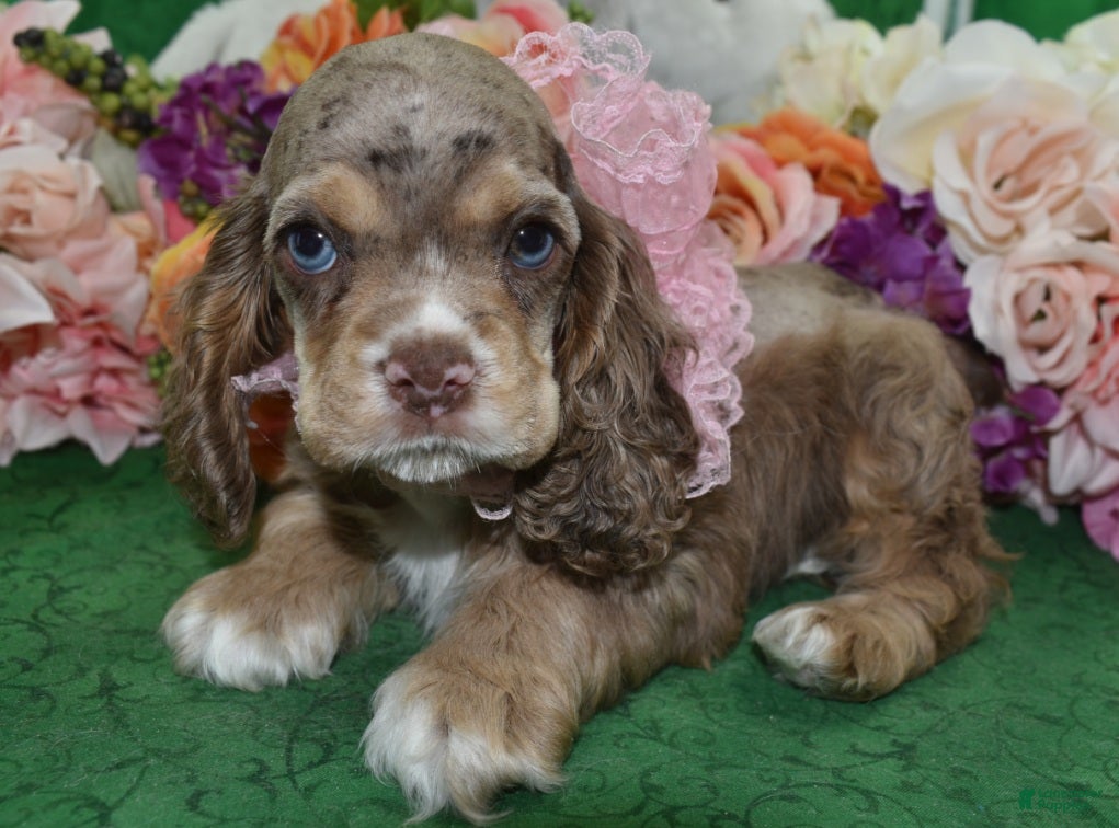 Cocker Spaniel dogs AKC Willow Chocolate Tan Merle American Cocker Spaniel Puppy - Ad 1