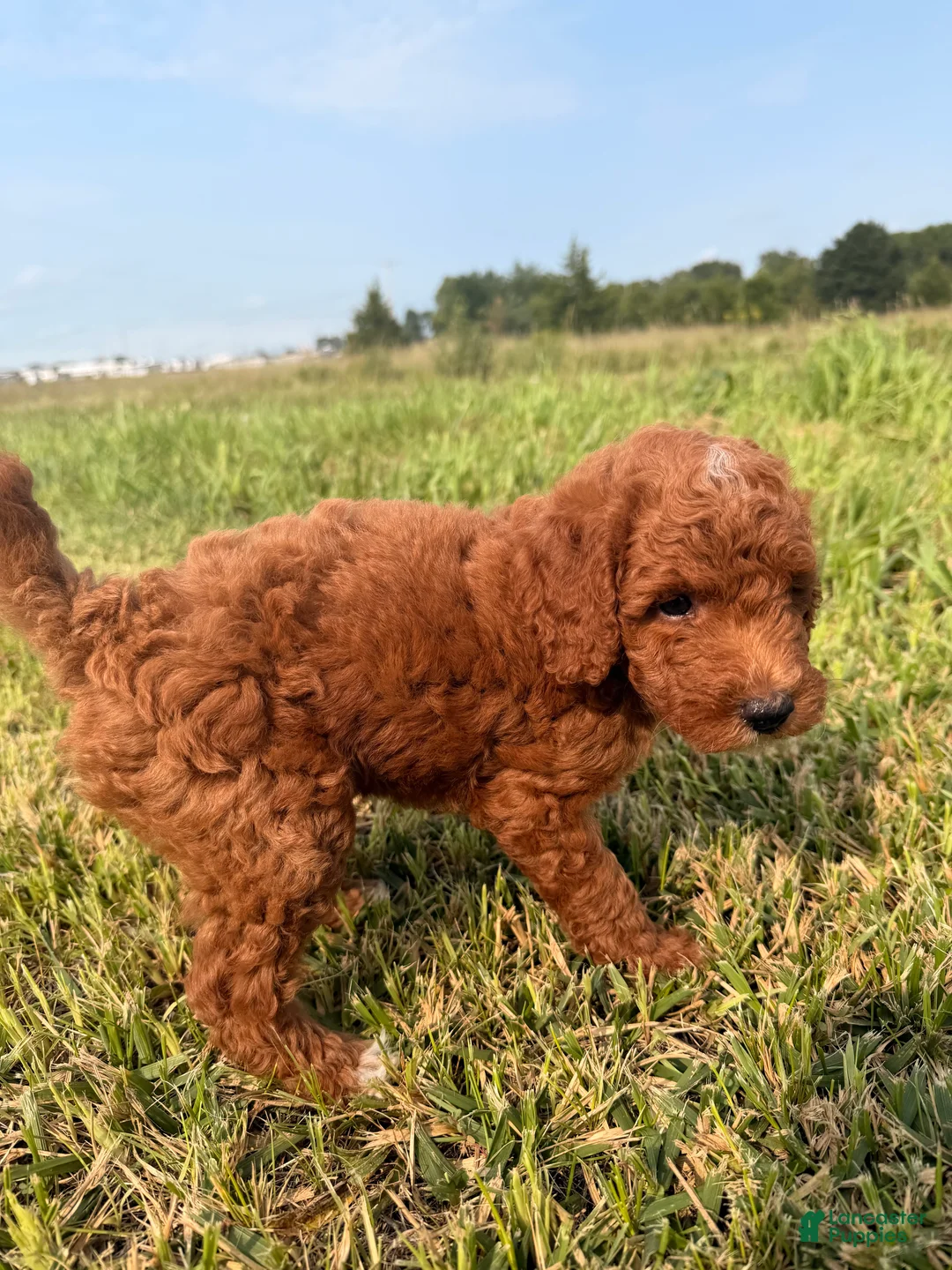 Mini Goldendoodle dogs for sale: Mini Goldendoodle 1 - Ad 4