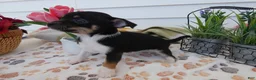 Chihuahua dogs for sale: Chihuahua Puppy 3 Winchester - Ad 3