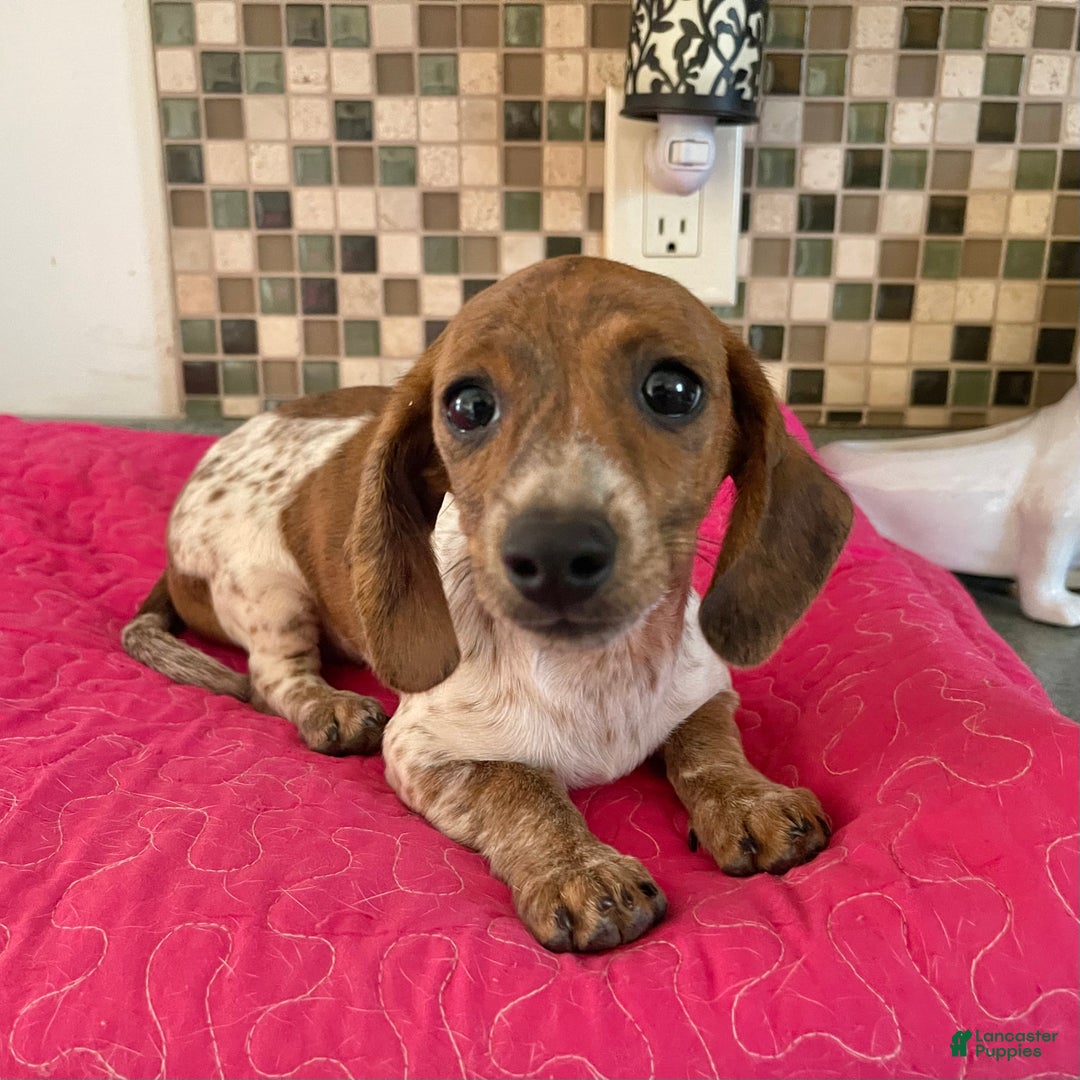 Miniature Dachshund dogs for sale: River - Ad 3