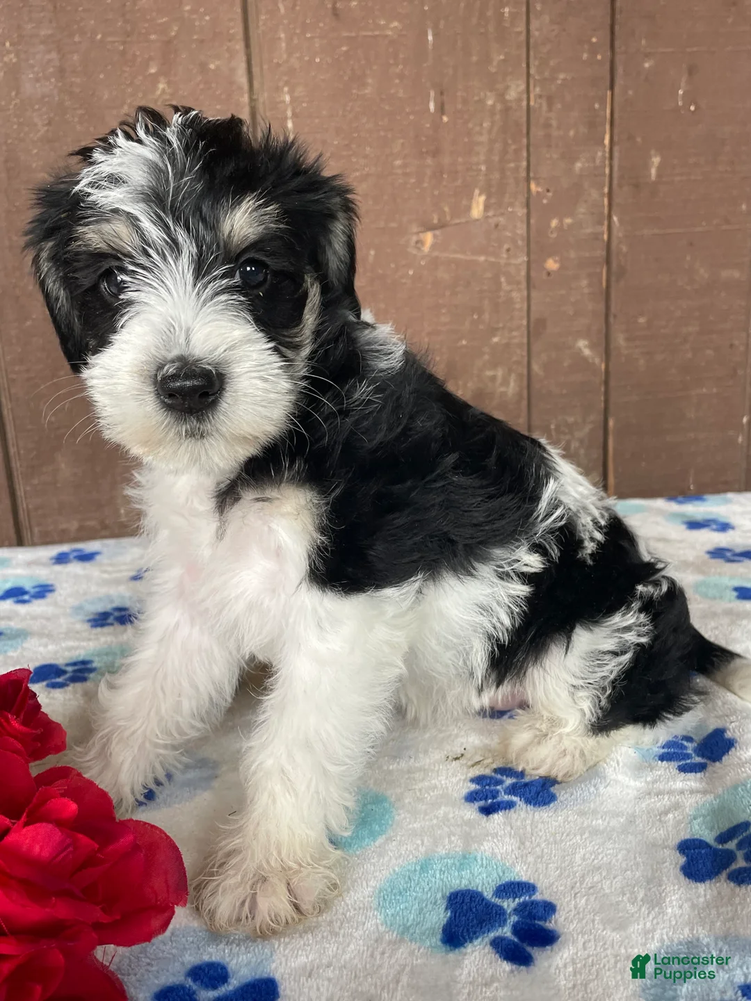 Miniature Schnauzer dogs for sale: Wilma - Ad 4