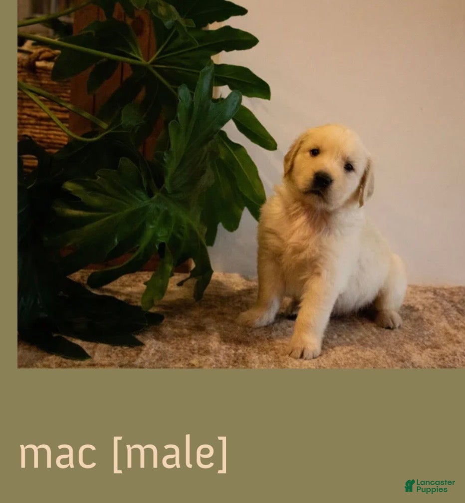 Golden Retriever dogs Mac - Ad 1