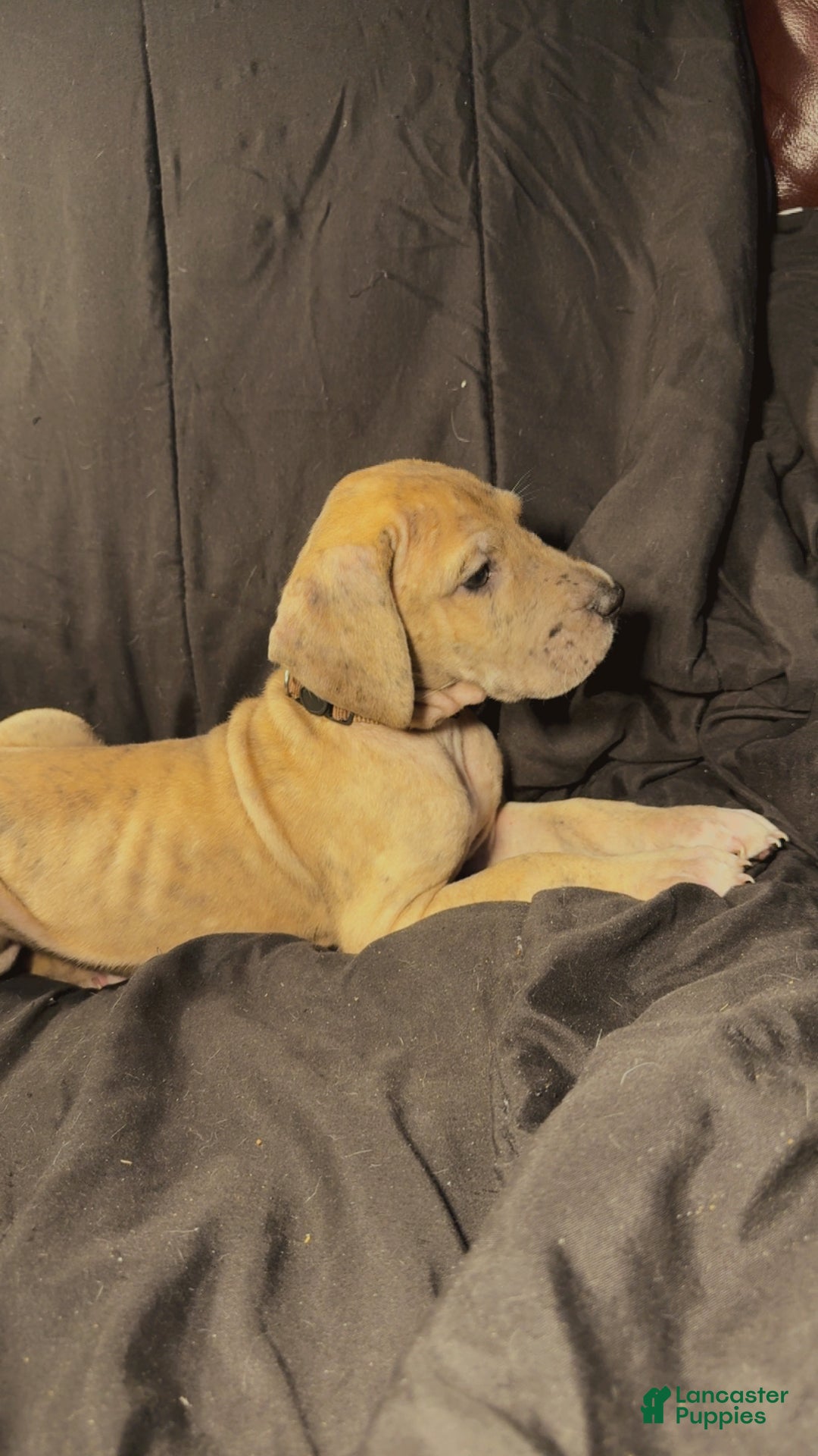 Great Dane dogs for sale: Latte  - Ad 8